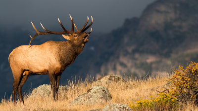 LIVING WILD: BOW HUNTING FOR GIANT ELK IN USA
